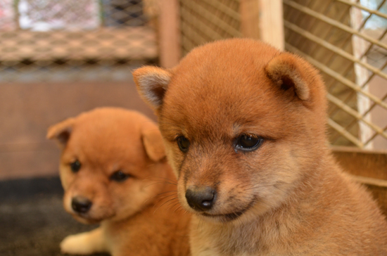 豆柴　子犬