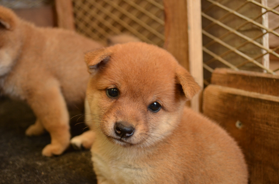 豆柴　子犬