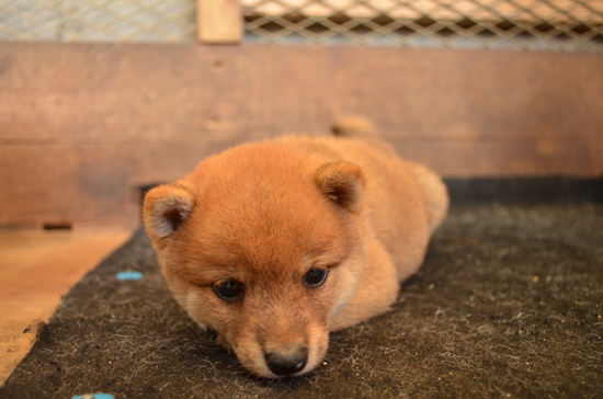 豆柴　子犬