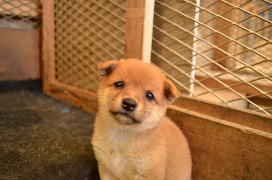 豆柴　子犬