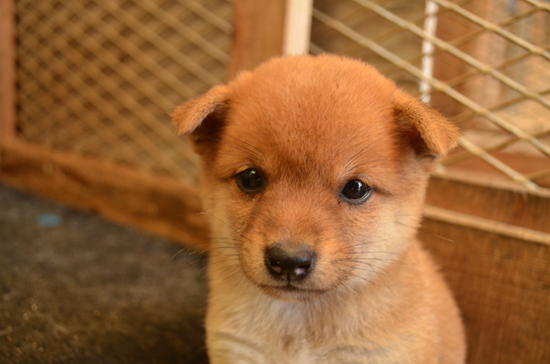 豆柴　子犬