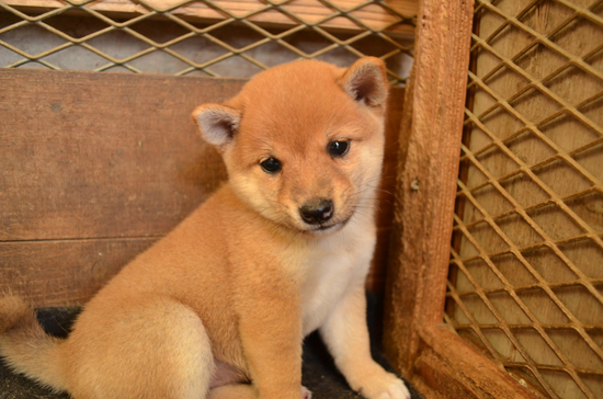 豆柴　子犬