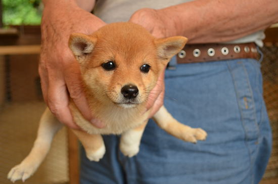 豆柴　子犬