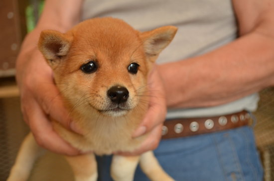 豆柴　子犬