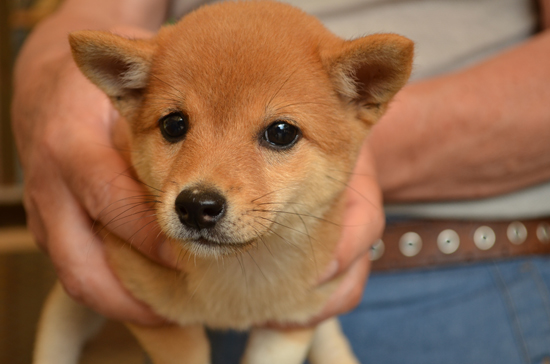 豆柴　子犬