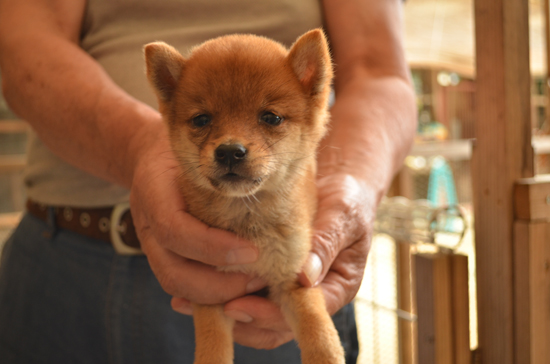 豆柴　子犬