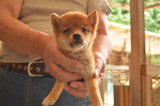 豆柴　子犬