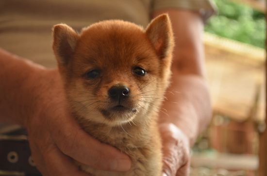 豆柴　子犬