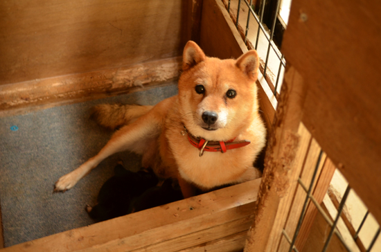 豆柴　子犬