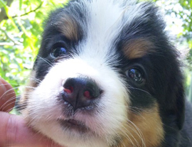 バーニーズマウンテンドッグ　子犬