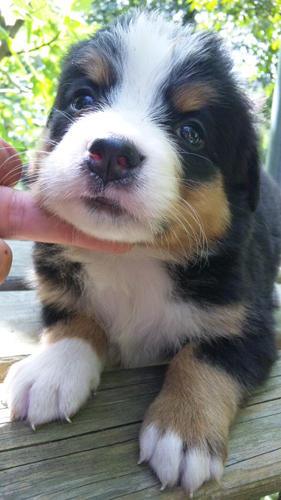 バーニーズマウンテンドッグ　子犬