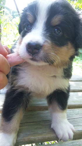 バーニーズマウンテンドッグ　子犬