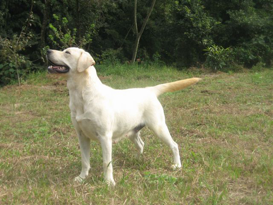 ラブラドールレトリバー　子犬