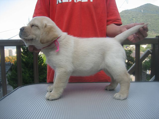 ラブラドールレトリバー　子犬