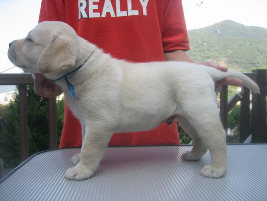 ラブラドールレトリバー　子犬