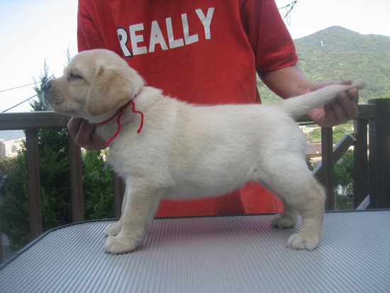 ラブラドールレトリバー　子犬