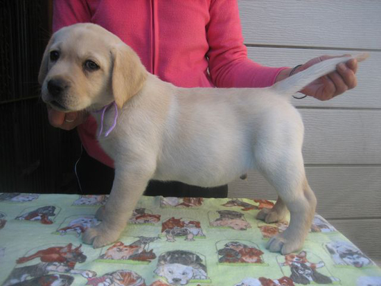 ラブラドールレトリバー　子犬