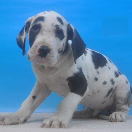 グレートデン　子犬