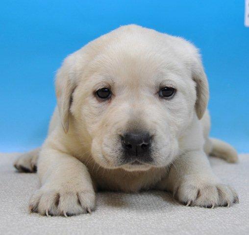 ラブラドールレトリバー　子犬