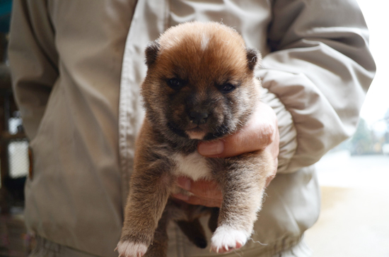 豆柴　子犬