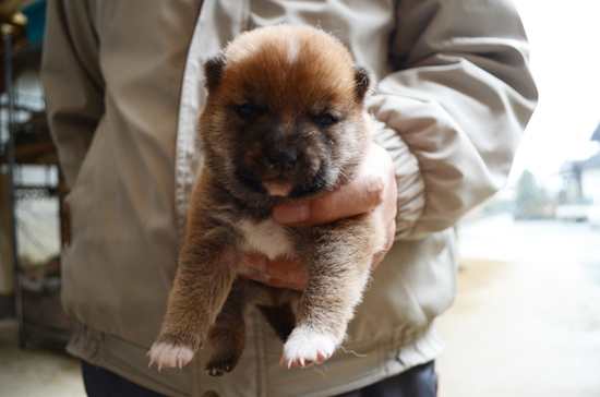 豆柴　子犬