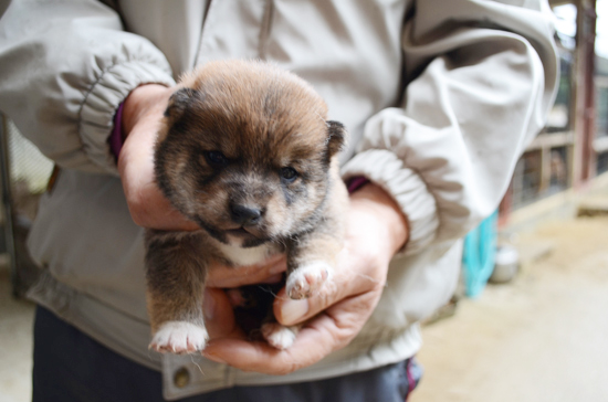 豆柴　子犬