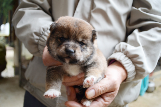 豆柴　子犬