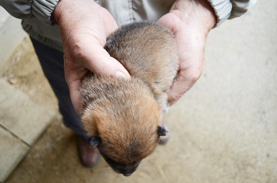 豆柴　子犬