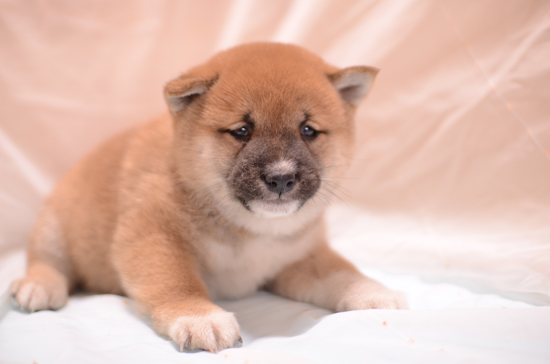 豆柴　子犬