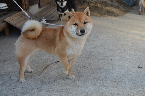 豆柴　子犬