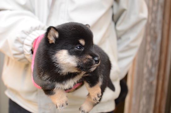 豆柴　子犬