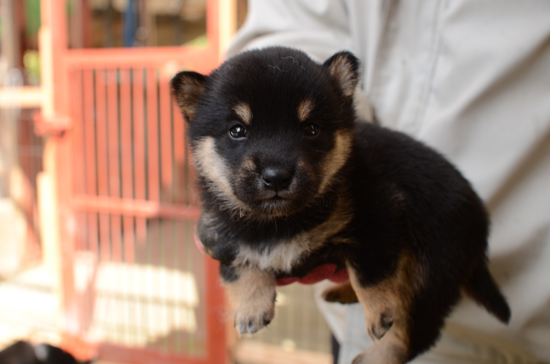 豆柴　子犬