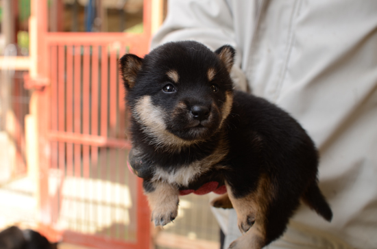 豆柴　子犬