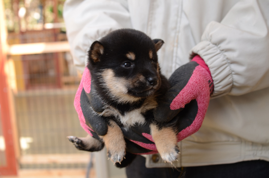 豆柴　子犬