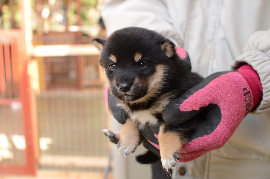 豆柴　子犬