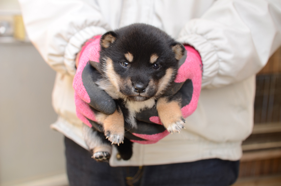 豆柴　子犬