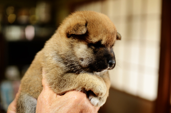 豆柴　子犬