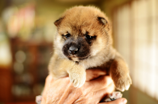 豆柴　子犬