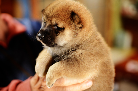 豆柴　子犬