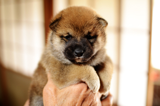 豆柴　子犬