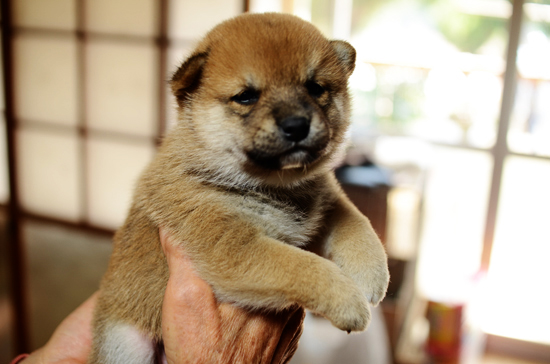 豆柴　子犬