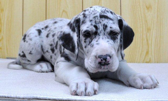 グレートデン　子犬