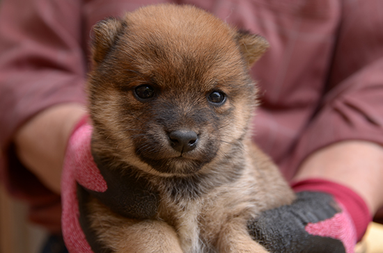 豆柴　子犬