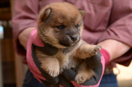 豆柴　子犬