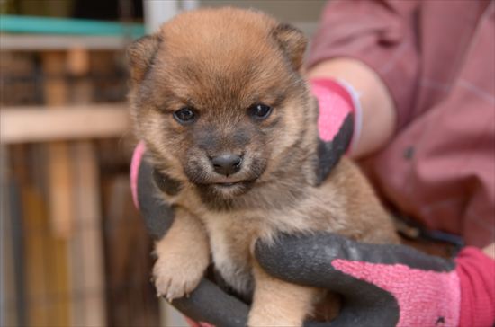 豆柴　子犬