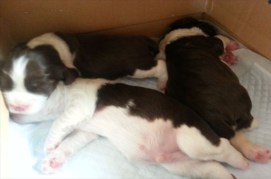 イングリッシュスプリンガースパニエル　子犬