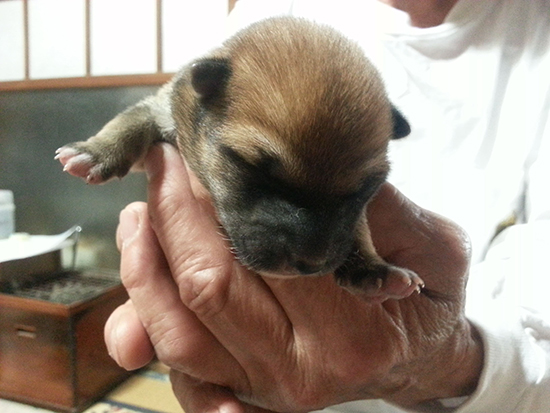 豆柴　子犬