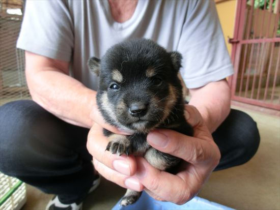 豆柴　子犬