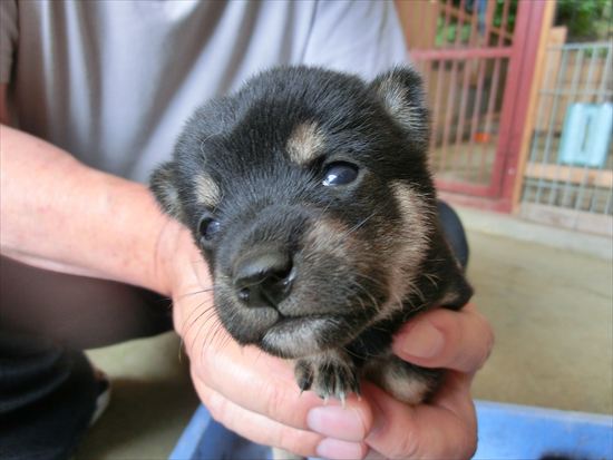 豆柴　子犬