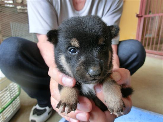 豆柴　子犬